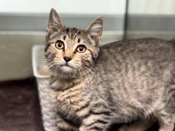 HENRIETTA -  Domestic Short Hair Cat for Adoption in Pueblo, Colorado - HENRIETTA | PetCurious