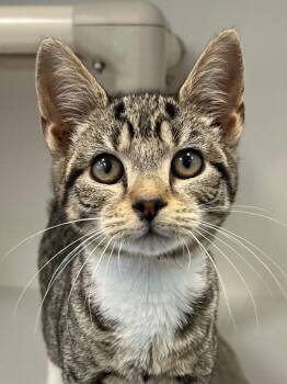 Domestic Short Hair Cats Available for Adoption - 26-61 Abitail | PetCurious