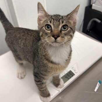 Sweetpod -  Domestic Short Hair Cat for Adoption in Abilene, Texas - Sweetpod | PetCurious