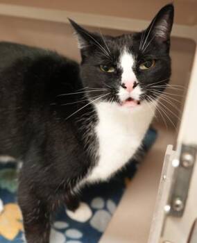Oreo (Bonded w Monster) -  Domestic Short Hair Cat for Adoption in Bowling Green, Kentucky - Oreo (Bonded W Monster) | PetCurious