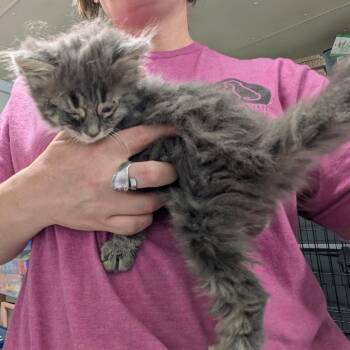 Phillipe-pink (male) -  Domestic Long Hair Cat for Adoption in Greenville, Pennsylvania - Phillipe-pink (male) | PetCurious