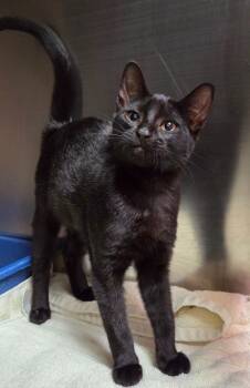 Domestic Short Hair Cats Available for Adoption in Ocala, Florida - Vulpix (Petco) | PetCurious