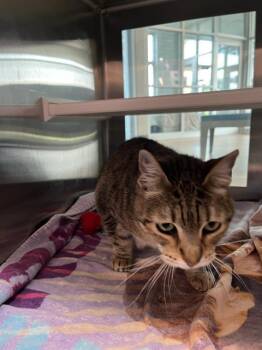 Rescue Domestic Short Hair Cats for Adoption in Pearland, Texas - KAROUSHA | PetCurious