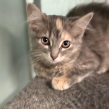 Mrs. White -  Domestic Long Hair Cat for Adoption in South Elgin, Illinois - Mrs. White | PetCurious