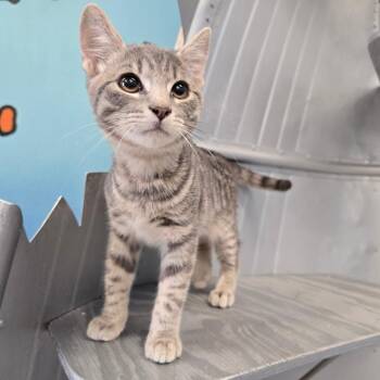 Cooper -  Domestic Short Hair Cat for Adoption in Wickenburg, Arizona - Cooper | PetCurious