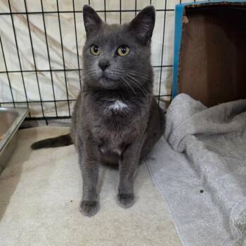 Jazmin -  Domestic Short Hair Cat for Adoption in Bismarck, North Dakota - Jazmin | PetCurious
