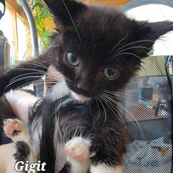 Gidgit -  Domestic Short Hair Cat for Adoption in Buffalo, Wyoming - Gidgit | PetCurious