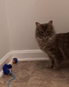 Maine Coon and Norwegian Forest Cat Cats Available for Adoption - Augustus  | PetCurious