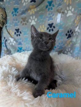 Rescue Domestic Short Hair Cats for Adoption in Atglen, Pennsylvania - Caramel | PetCurious