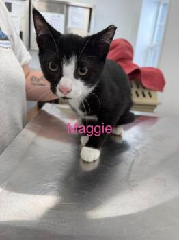 Maggie Bell -  Domestic Short Hair Cat for Adoption in Cambridge, Maryland - Maggie Bell | PetCurious