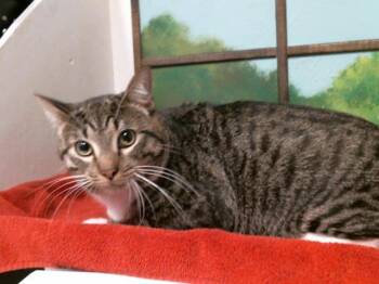 CROCODILE -  Domestic Short Hair Cat for Adoption in Houston, Texas - CROCODILE | PetCurious