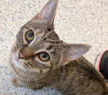 American Shorthair Cats Available for Adoption in Scituate, Massachusetts - Callie | PetCurious