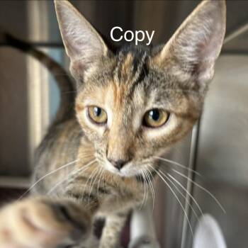 Copy -  Domestic Short Hair Cat for Adoption in Knoxville, Tennessee - Copy | PetCurious
