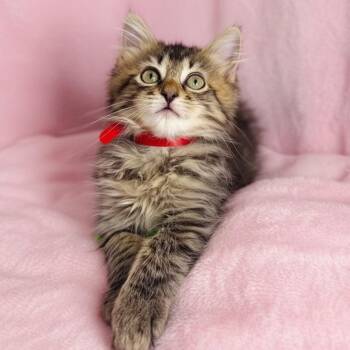 Sugar Bomb -  Maine Coon and Domestic Long Hair Cat for Adoption in Tavares, Florida - Sugar Bomb | PetCurious