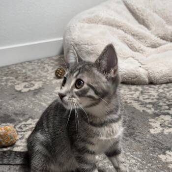 Gus -  Domestic Short Hair Cat for Adoption in Bismarck, North Dakota - Gus | PetCurious