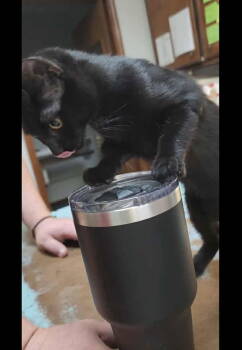 Rescue Domestic Short Hair Cats for Adoption in Pineville, Louisiana - Faba Bean | PetCurious