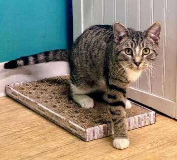 Tabby Cats Available for Adoption - Dennis  | PetCurious