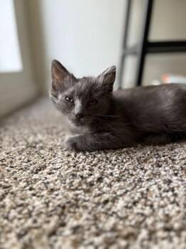 Fruity Pebbles -  Domestic Short Hair Cat for Adoption in Roseville, California - Fruity Pebbles | PetCurious