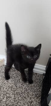 Domestic Short Hair Cats Available for Adoption in Fruit Heights, Utah - Piper | PetCurious