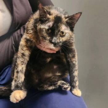 Domestic Medium Hair Cats Available for Adoption - Hazel | PetCurious