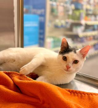 Domestic Short Hair Cats Available for Adoption - Tony Stark | PetCurious