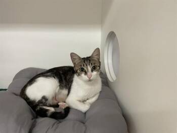 MAUDE FLANDERS -  Domestic Medium Hair Cat for Adoption in Sugar Land, Texas - MAUDE FLANDERS | PetCurious