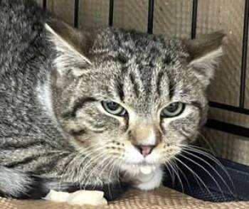 Domestic Short Hair Cats Available for Adoption - MADEIRA | PetCurious