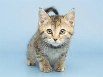 BONNIE -  Domestic Short Hair Cat for Adoption in Phoenix, Arizona - BONNIE | PetCurious