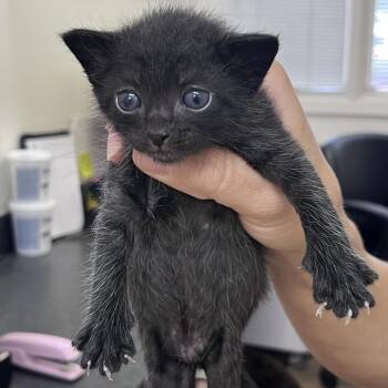 Thing 1 -  Domestic Short Hair Cat for Adoption in Birmingham, Alabama - Thing 1 | PetCurious