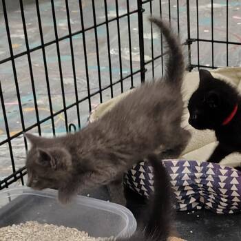 Tom Little -  Domestic Short Hair Cat for Adoption in Coos Bay, Oregon - Tom Little | PetCurious