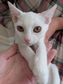 Rescue Domestic Short Hair Cats for Adoption in Spring, Texas - Drift - Riley Fuzzel Petsmart | PetCurious