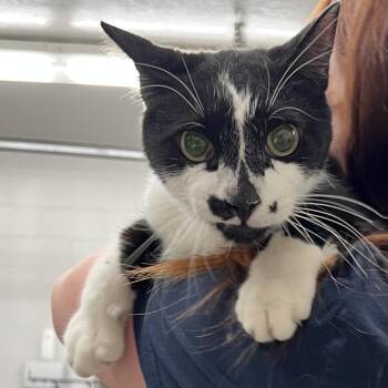 Dice -  Domestic Short Hair Cat for Adoption in Salt Lake City, Utah - Dice | PetCurious
