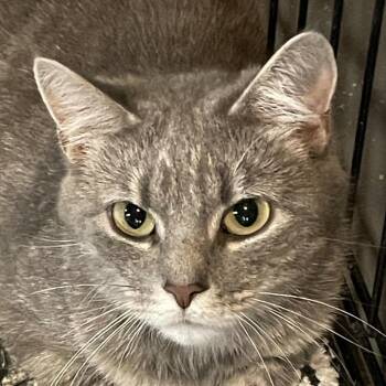 Cherokee -  Domestic Short Hair Cat for Adoption in Inwood, West Virginia - Cherokee | PetCurious
