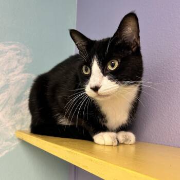 Sylvester -  Domestic Short Hair Cat for Adoption in Kanab, Utah - Sylvester | PetCurious