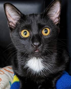 Robbie -  Domestic Short Hair Cat for Adoption in Sherwood, Arkansas - Robbie | PetCurious