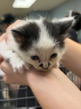 CARL -  Domestic Long Hair Cat for Adoption in Riverside, California - CARL | PetCurious