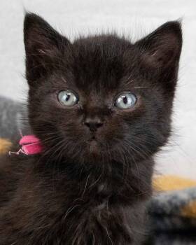 Antigua -  Domestic Short Hair Cat for Adoption in Kennesaw, Georgia - Antigua | PetCurious