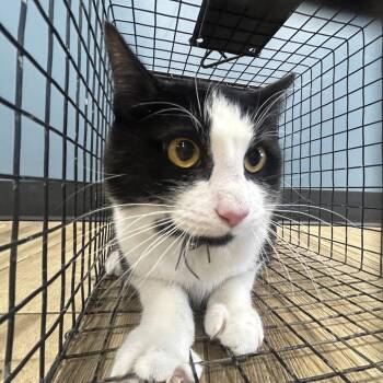 Domestic Short Hair Cats Available for Adoption in Newark, New Jersey - Auntie | PetCurious