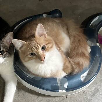 Potter -  Domestic Medium Hair Cat for Adoption in Suffolk, Virginia - Potter | PetCurious