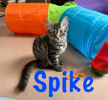 Spike -  Domestic Medium Hair Cat for Adoption in Prince Frederick, Maryland - Spike | PetCurious