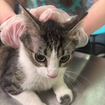 Domestic Medium Hair Cats Available for Adoption - Boots | PetCurious