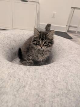 Cafe Kittens - Matcha -  Domestic Medium Hair Cat for Adoption in Leesburg, Virginia - Cafe Kittens - Matcha | PetCurious