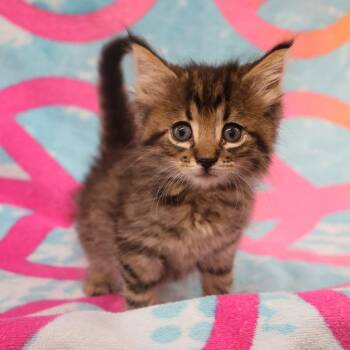 Peggy C12247 -  Domestic Medium Hair Cat for Adoption - Peggy C12247 | PetCurious