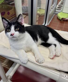 Ziggy -  Domestic Short Hair Cat for Adoption in Battle Creek, Michigan - Ziggy | PetCurious