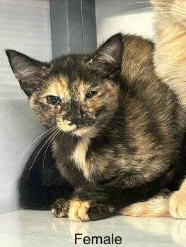 Tang -  Domestic Short Hair Cat for Adoption in Holbrook, Arizona - Tang | PetCurious
