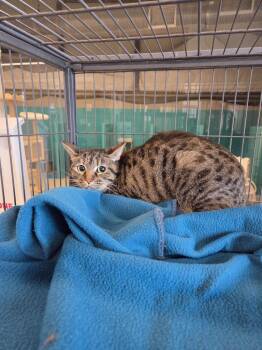 Domestic Short Hair Cats Available for Adoption in Bossier City, Louisiana - Jester | PetCurious