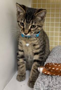 Leo -  Domestic Short Hair Cat for Adoption in Rossville, Georgia - Leo | PetCurious
