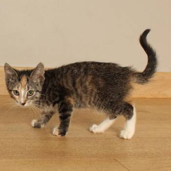 Funnel Cake C70848 -  Domestic Short Hair Cat for Adoption in Minnetonka, Minnesota - Funnel Cake C70848 | PetCurious