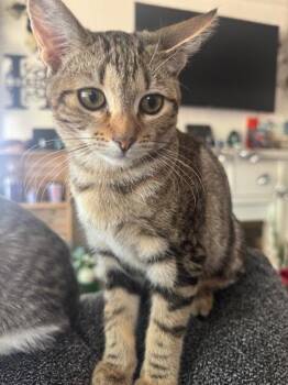 Rescue Tabby Cats for Adoption in Parlier, California - Calypso | PetCurious