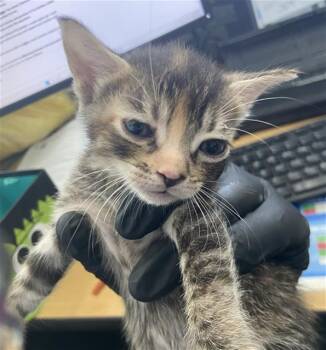 CORALINE -  Domestic Short Hair Cat for Adoption in Dallas, Texas - CORALINE | PetCurious